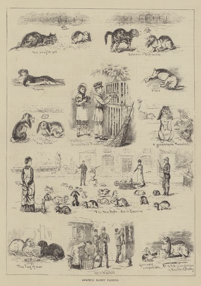 Amateur Rabbit Farming by S.T. Dadd